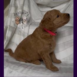 Girl 4 - Apricot female Goldendoodle puppy in Sterling, Connecticut from Justine’s Retrievers and Doodles