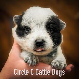 Boy 1 - Blue male Australian Cattle Dog puppy in Blackfoot, Idaho from Circle C Australian Cattle Dogs