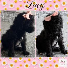 Lucy (Yellow2) - Black female Goldendoodle puppy in Ankeny, Iowa from Iowadoodles2love