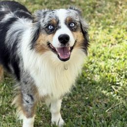 Miniature Australian Shepherds from Brijet Knipp