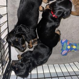 Cavalier King Charles Spaniel and Dachshund Puppies from Cavalier Companions CO.