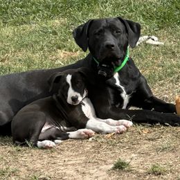 Catahoula Leopard Dogs from Angela's Catahoulas