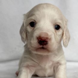 Marlin - Red male Dachshund puppy in Winamac, Indiana from WZ Kennels
