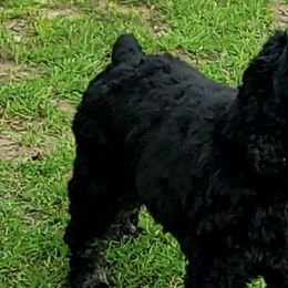 Cocker Spaniels from Lake Area Cuddly Cockers