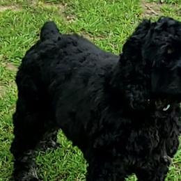 Cocker Spaniels from Lake Area Cuddly Cockers