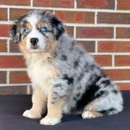 Boy 2 - Blue merle Australian Shepherd puppy in Fort Rucker, Alabama from Fairytail Aussies