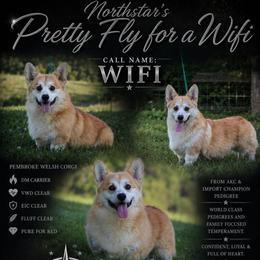 Wifi - Pembroke Welsh Corgi
