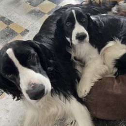 English Springer Spaniel All Grown Up from Llewellyn Farms English Springer Spaniels