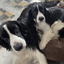 English Springer Spaniel All Grown Up from Llewellyn Farms English Springer Spaniels