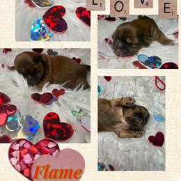 Flame - Red male Shih Tzu puppy in Coolidge, Arizona from Shih Tzu’s  ‘N’ Love