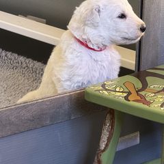 Kuvasz and Pumi Puppies from Ederra (Kuvasz and Pumi)