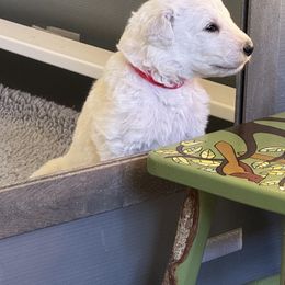 Kuvasz and Pumi Puppies from Ederra (Kuvasz and Pumi)