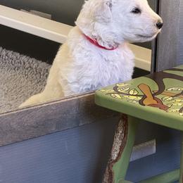Kuvasz and Pumi Puppies from Ederra (Kuvasz and Pumi)