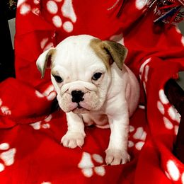 Bulldog Puppies from Pitts Kennel