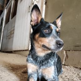 Dave - Australian Cattle Dog