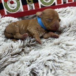 Blue - Red male Dachshund puppy in Brandon, Mississippi from A & N Kennels