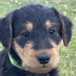 Airedale Terrier Puppies from Seaquest Airedales