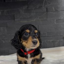 Bob - Black and tan male Dachshund puppy in Goodyear, Arizona from AZ Royal Doxies llc