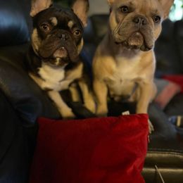 French Bulldog All Grown Up from The NorCal Queens Kennel