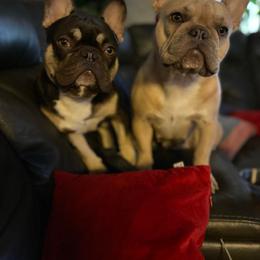 French Bulldog All Grown Up from The NorCal Queens Kennel