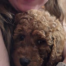 Goldendoodles from Ironstone Goldendoodles