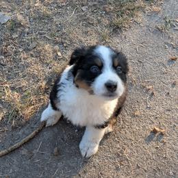 Almond Fudge - Black tri male Miniature American Shepherd puppy in Keizer, Oregon from CG Mini Shepherds