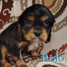 Rolo - Black and tan male Cavalier King Charles Spaniel puppy in Rockville, Maryland from Skais the Limit Cavaliers