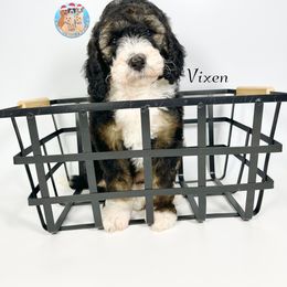 Aussiedoodle, Bernedoodle, and Goldendoodle Puppies from Dandy Doodle Ranch