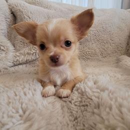 Miles - Cream and white male Chihuahua puppy in Space Coast, Florida from ChibiChi
