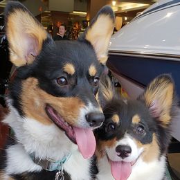 June - Pembroke Welsh Corgi