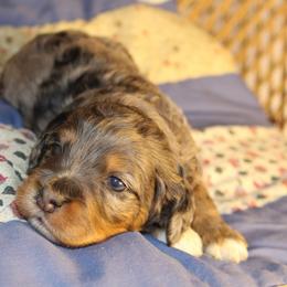 Sully - Merle male Cockapoo puppy in Mississippi from Ewing Acres
