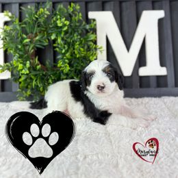 Goldendoodle Puppies from Maryland Designer Doodles