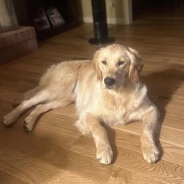 Golden Retriever All Grown Up from Sovereignty Grace Goldens
