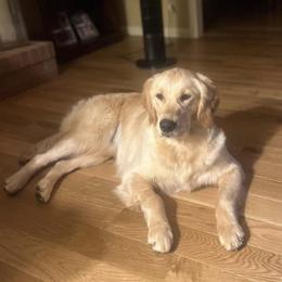Golden Retriever All Grown Up from Sovereignty Grace Goldens