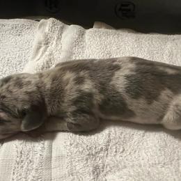 Helo - Merle male Great Dane puppy in Marlow, New Hampshire from Fox Hill Danes