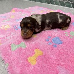Girl 1 - Dapple female Dachshund puppy in Irving, Texas from DFW Dachshunds by G & S