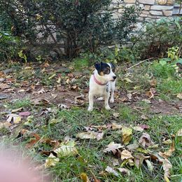 Oboe - Jack Russell Terrier