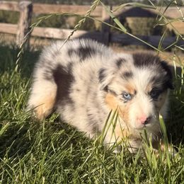 Duke - Blue merle male Australian Shepherd puppy in John Day, Oregon from DeVos Australian Shepherds