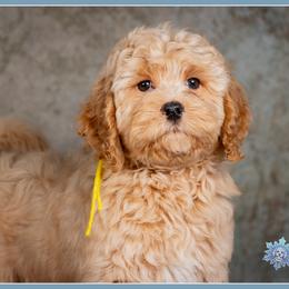 Karen - Red female Cockapoo puppy in Connersville, Indiana from Deaz Doodle Ranch