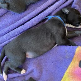 Blue collar - Black female Greyhound puppy in Alamogordo, New Mexico from Trapple's Custom K-9's