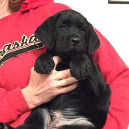 French Bulldogs and Labrador Retrievers from MochaLabs