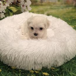 Olive - White male Maltese puppy in North Myrtle Beach, South Carolina from Perfect Puppies
