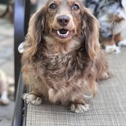 Pixie - Dachshund