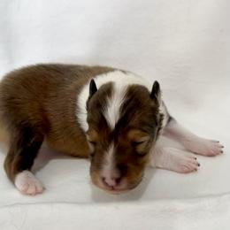 LILAC - Sable & white female Toy Shetland Sheepdog puppy in Livonia, Michigan from M7’s Shelties, Toonies & AussieDoodles