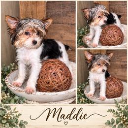 Sweet Magnolia Maddie - Parti female Yorkshire Terrier puppy in Dalton, Georgia from Southern Charm Precious Paws
