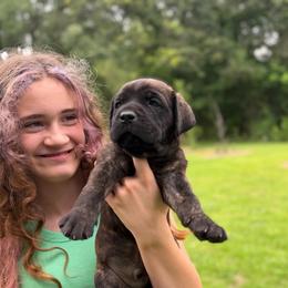 Red - Black brindle male Cane Corso puppy in Opelousas, Louisiana from Azelees Cane Corso
