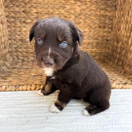 Dragon - Red tri-color male Australian Shepherd puppy in Unionville, Iowa from Soap Creek Kennels
