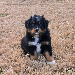 Gingerbread - Black tri-color male Australian Shepherd puppy in Owensboro, Kentucky from JnT's Bluegrass Mini Aussies