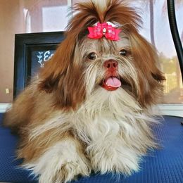Sunset - Shih Tzu