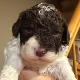Custard Croissant - White female Lagotto Romagnolo puppy in Chicago, Illinois from Midwest Lagotto Romagnolo